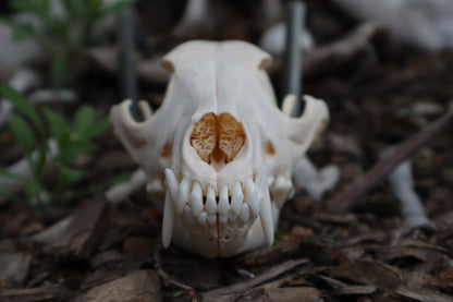 Coyote Skull
