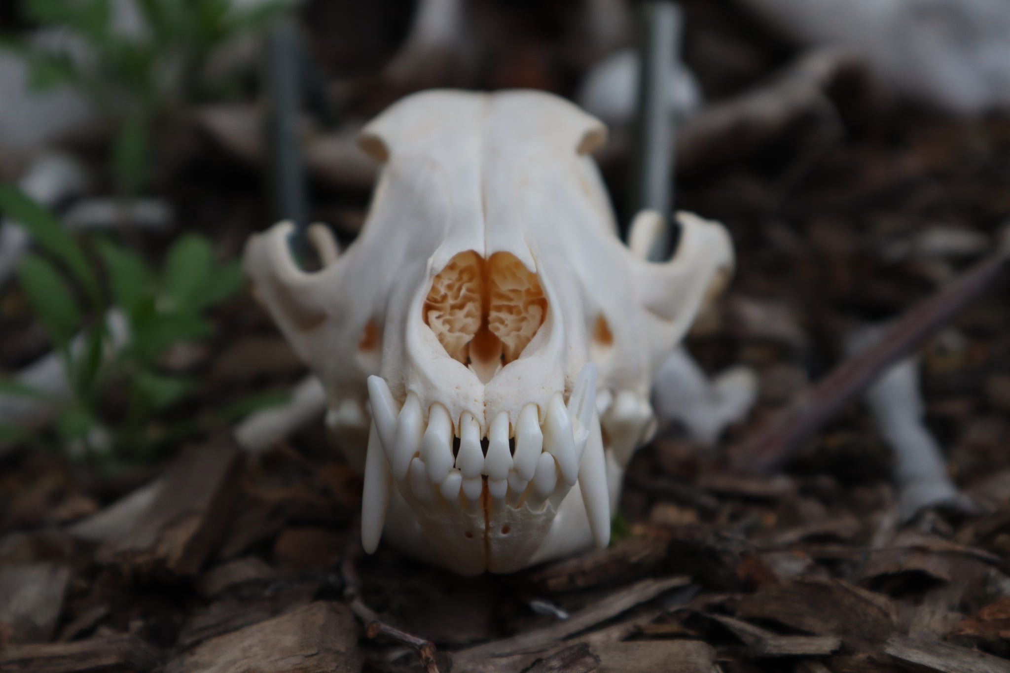 Coyote Skull