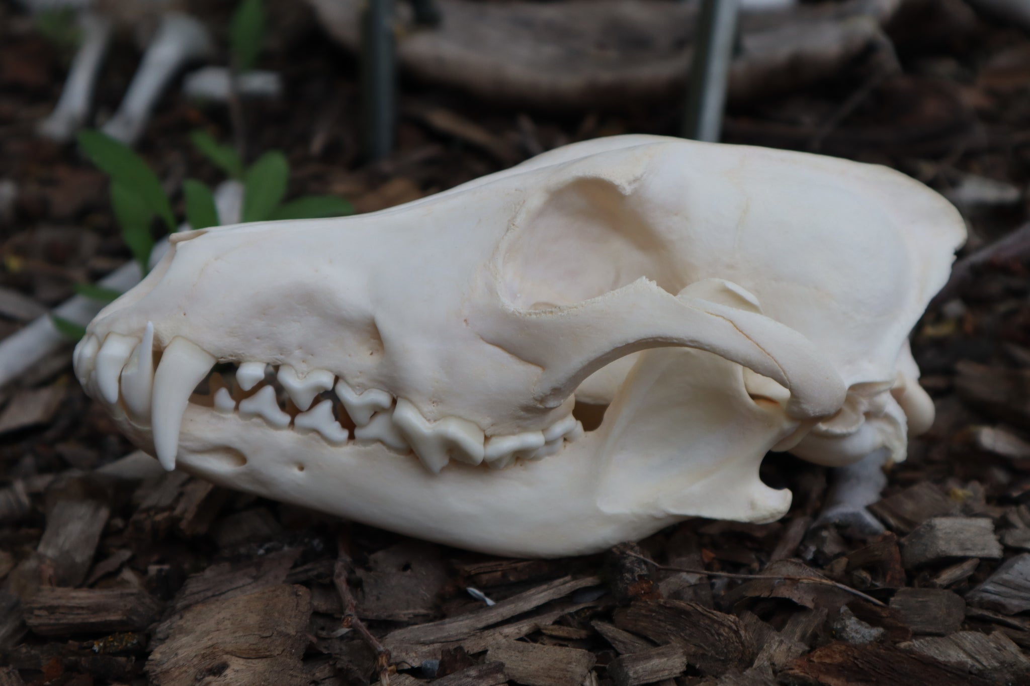 Coyote Skull