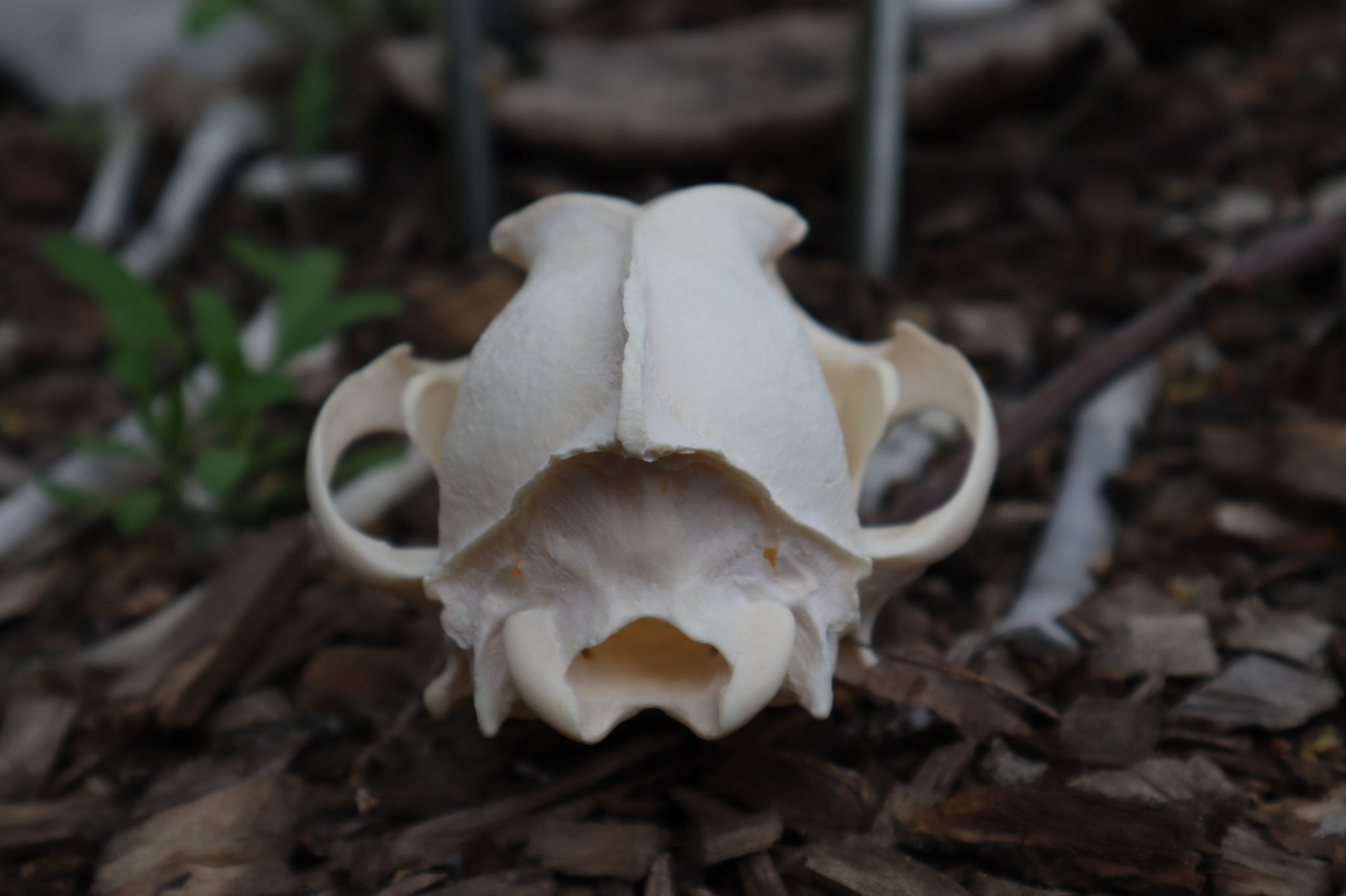 Coyote Skull