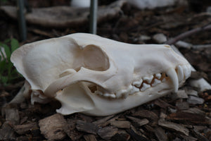 Coyote Skull