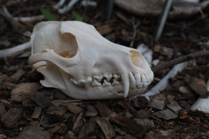 Coyote Skull