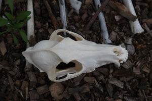 Coyote Skull