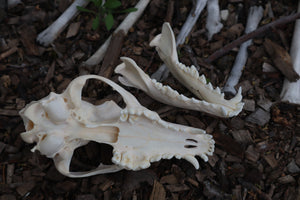 Coyote Skull