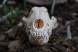 Coyote Skull