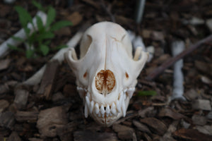 Coyote Skull