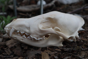 Coyote Skull