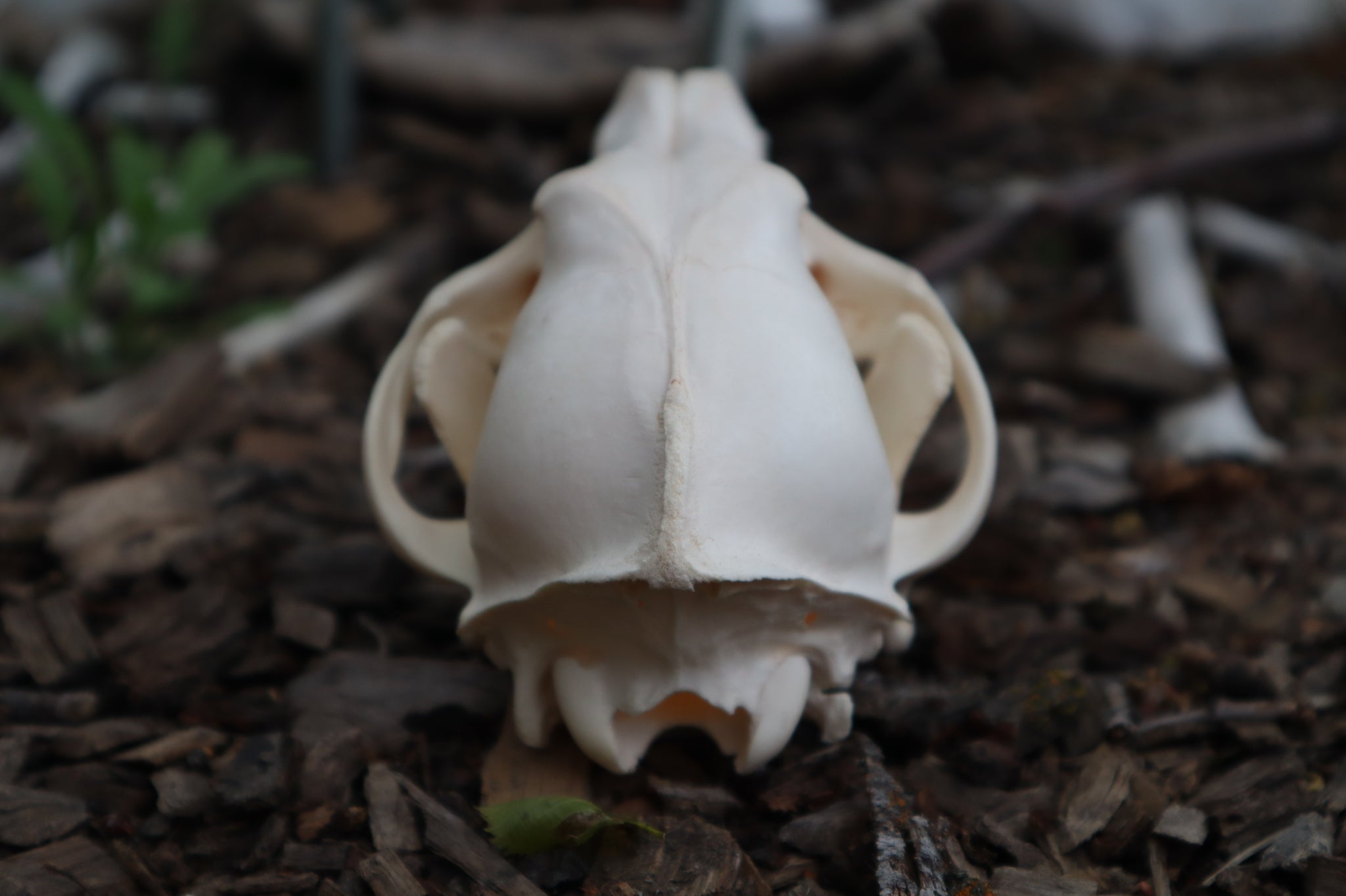 Coyote Skull