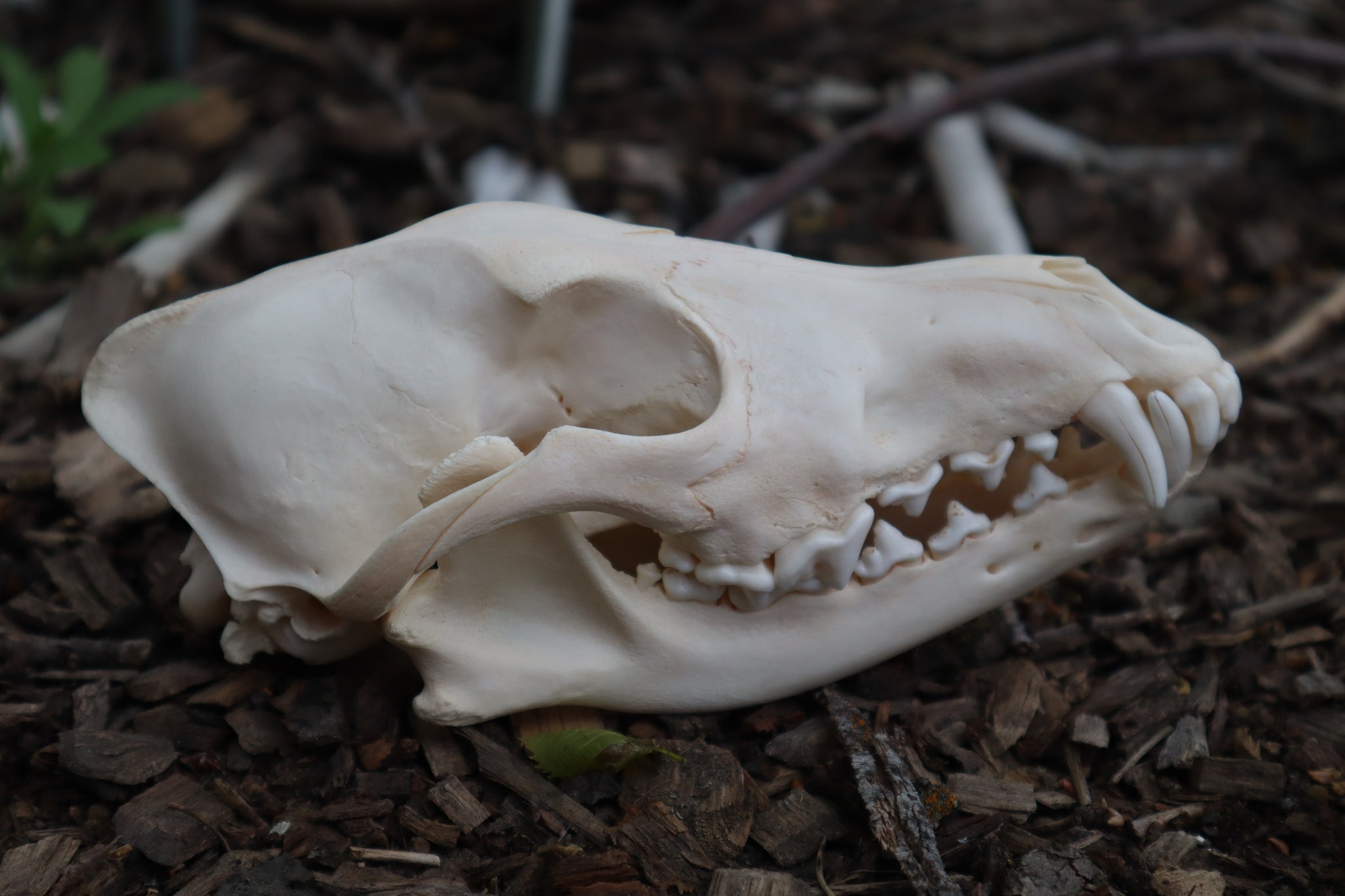 Coyote Skull