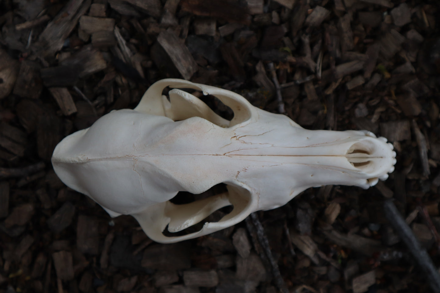 Coyote Skull