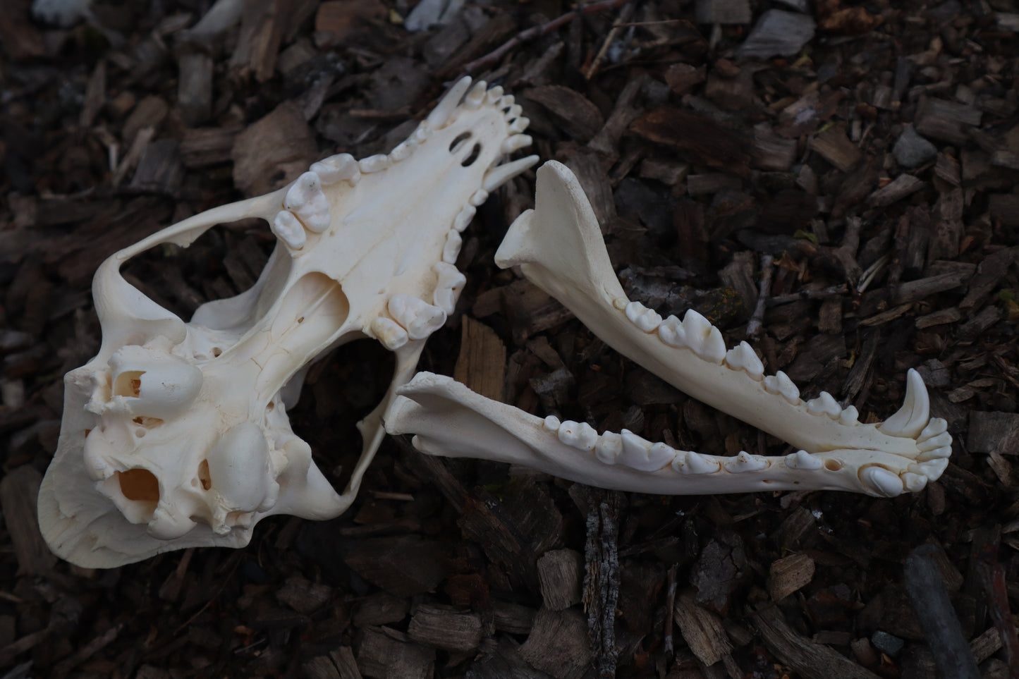 Coyote Skull
