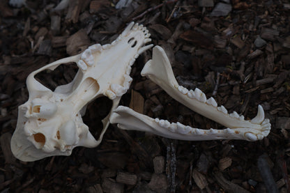 Coyote Skull