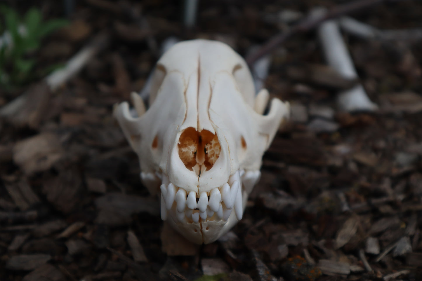 Craft Juvenile Coyote Skull