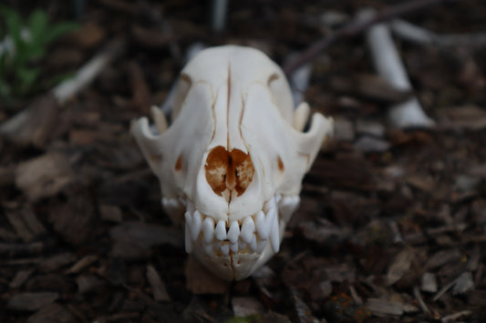 Craft Juvenile Coyote Skull