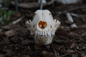 Craft Juvenile Coyote Skull