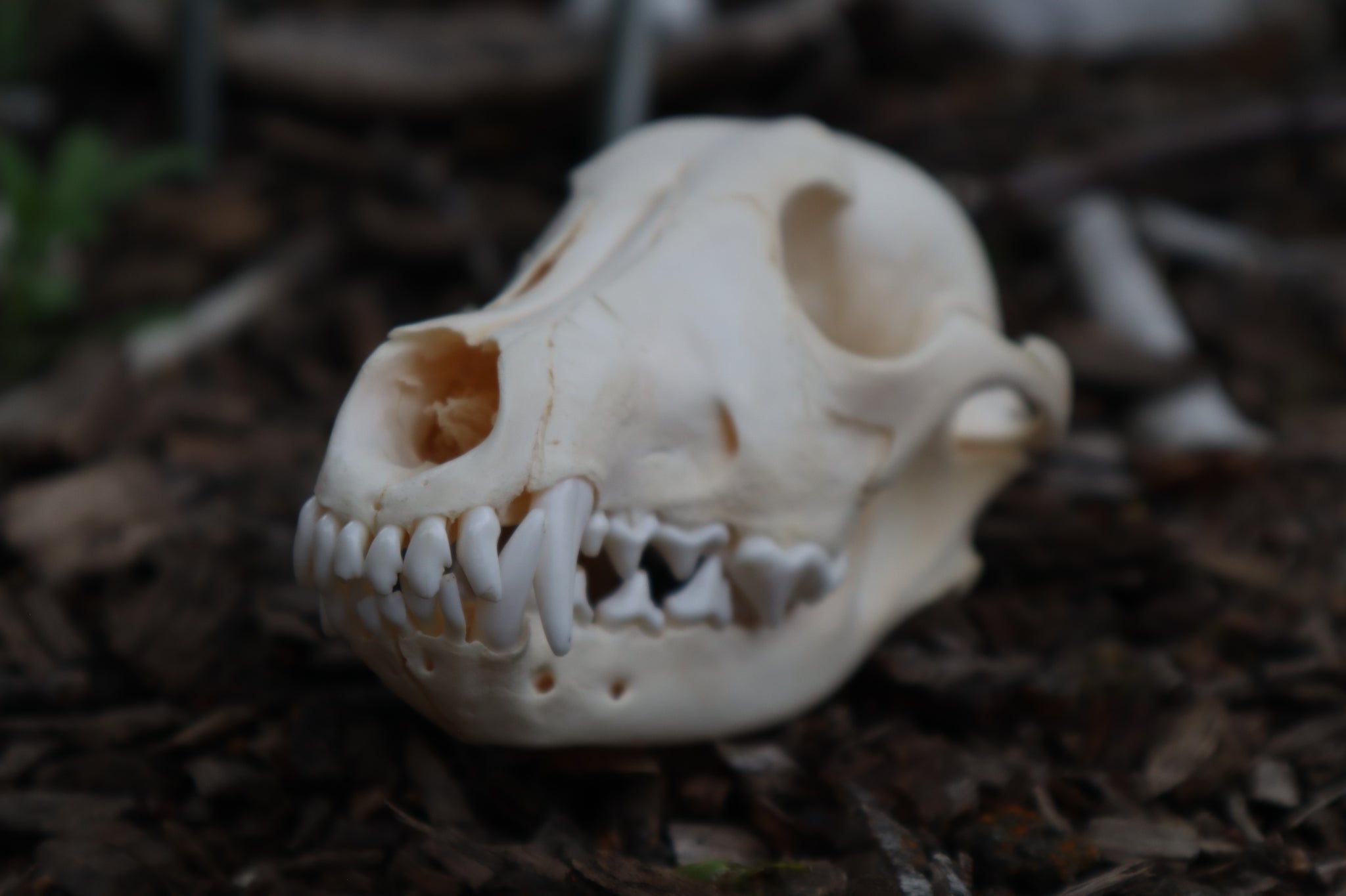 Craft Juvenile Coyote Skull