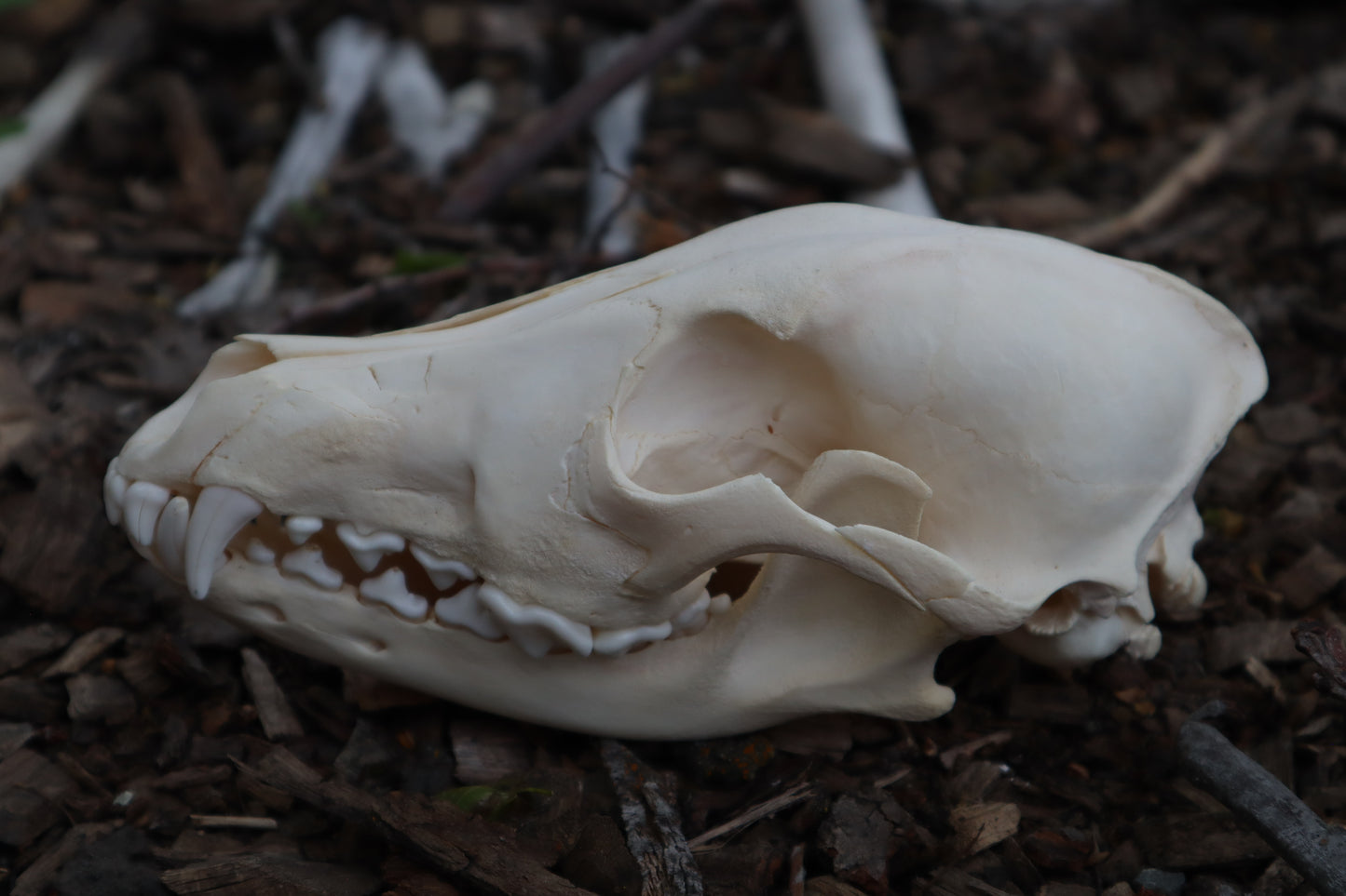 Craft Juvenile Coyote Skull