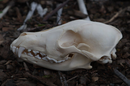 Craft Juvenile Coyote Skull