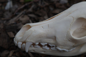 Craft Juvenile Coyote Skull