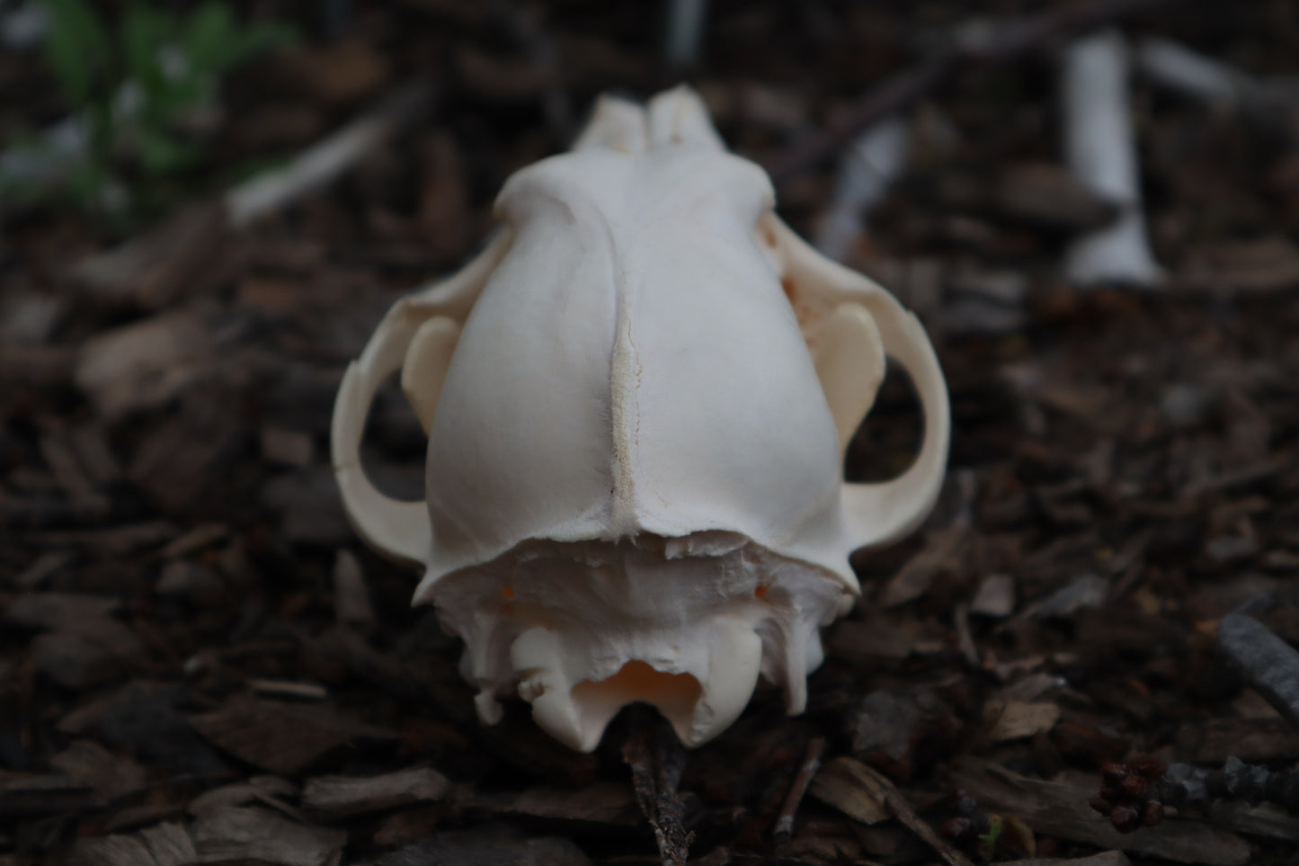 Craft Juvenile Coyote Skull