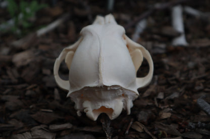 Craft Juvenile Coyote Skull