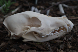 Craft Juvenile Coyote Skull