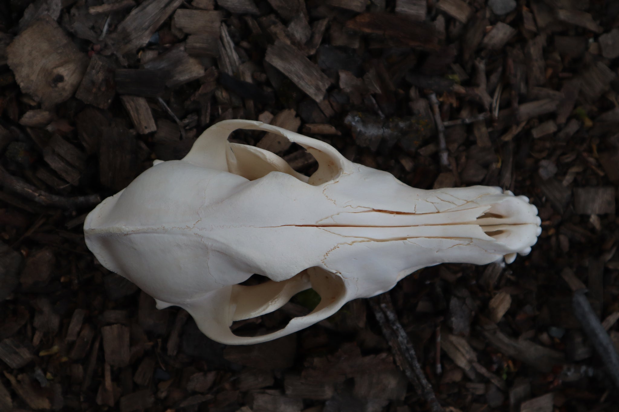 Craft Juvenile Coyote Skull