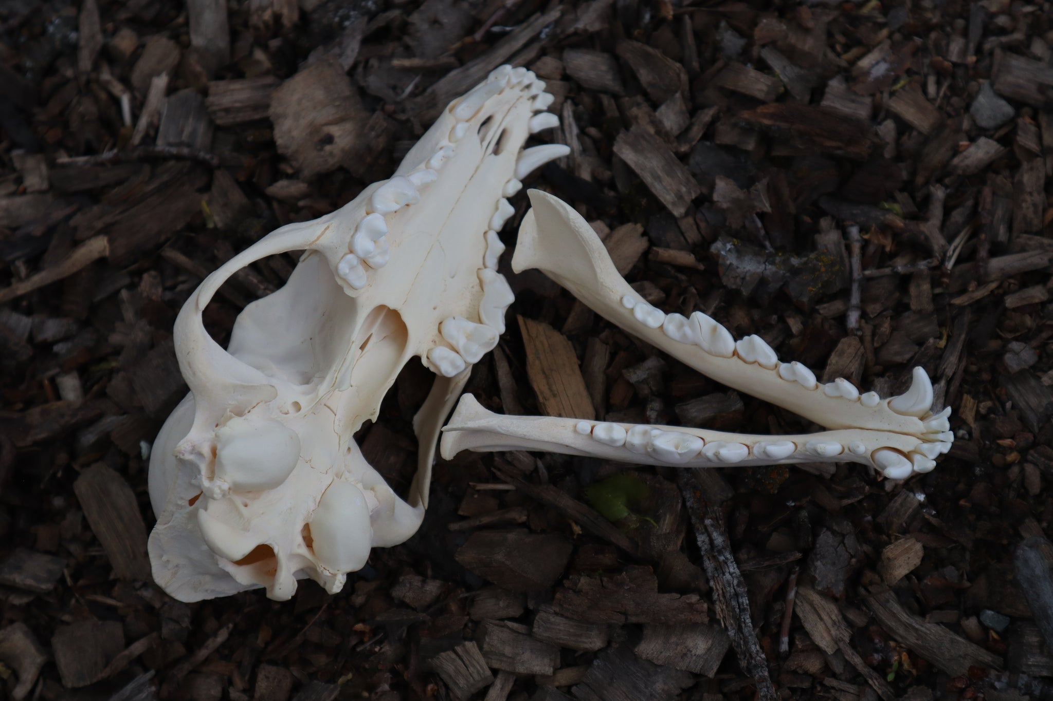 Craft Juvenile Coyote Skull