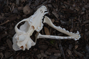 Craft Juvenile Coyote Skull
