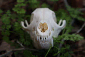 Pathological Red Fox Skull