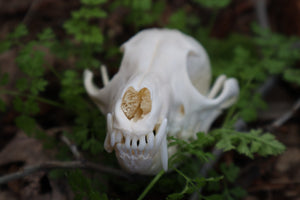 Pathological Red Fox Skull