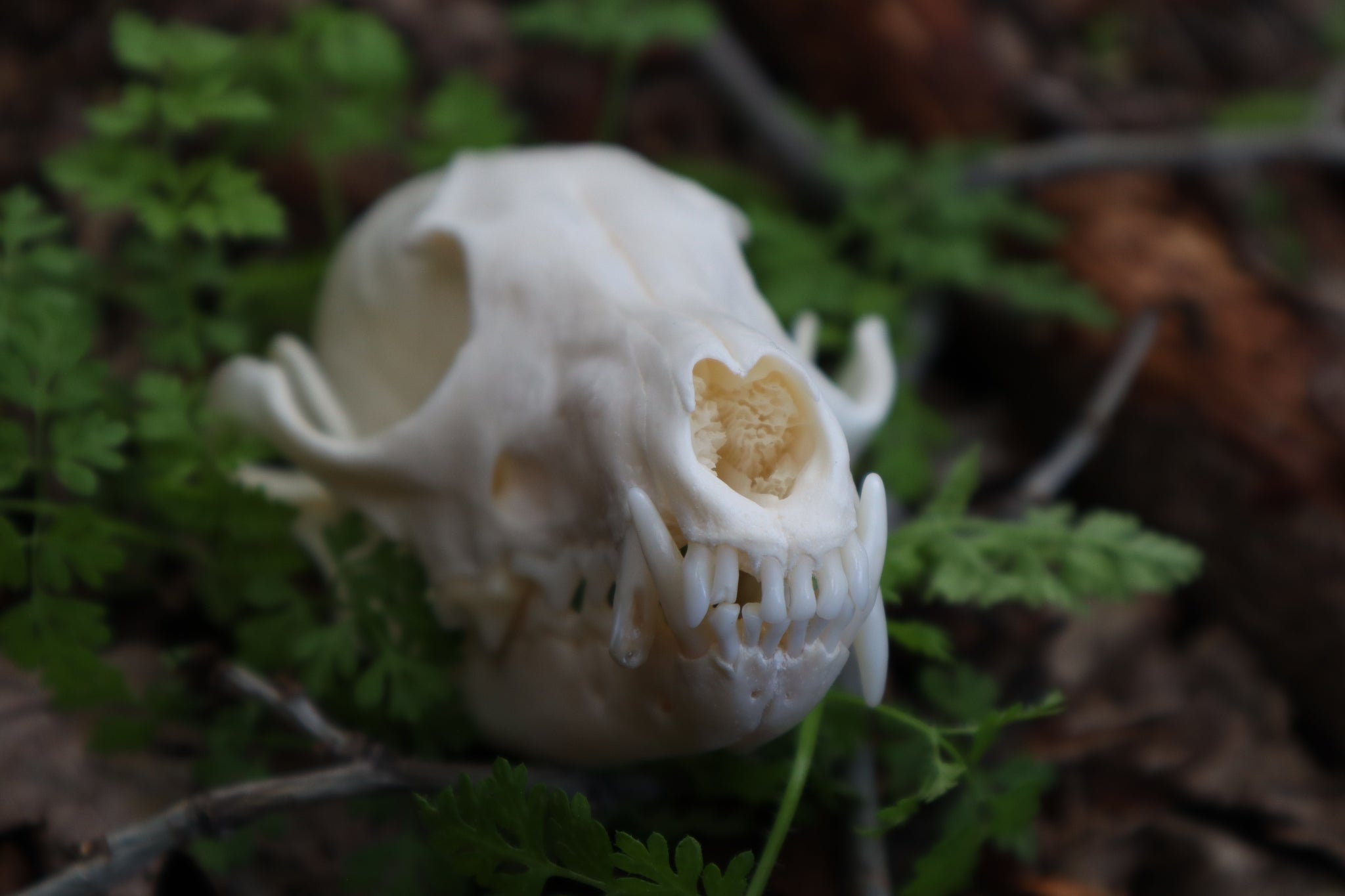 Pathological Red Fox Skull