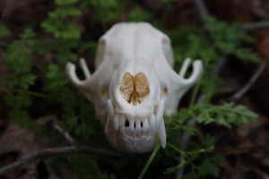 Pathological Red Fox Skull