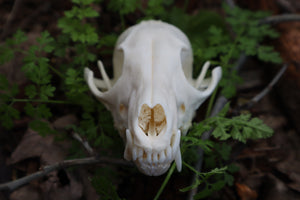 Pathological Red Fox Skull