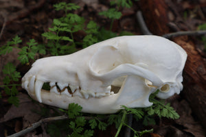 Pathological Red Fox Skull