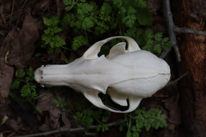 Pathological Red Fox Skull