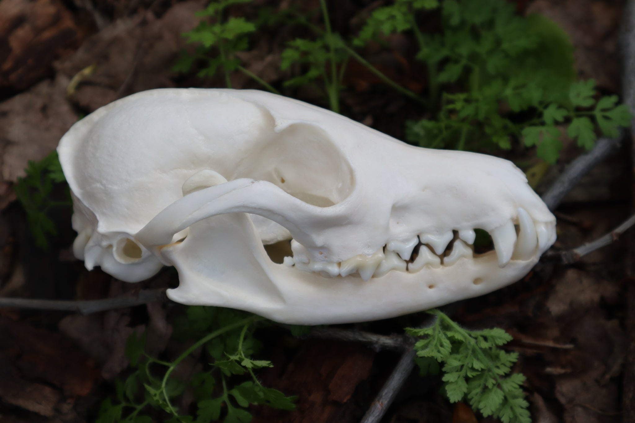 Pathological Red Fox Skull