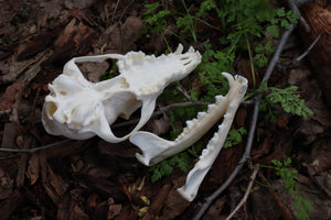 Pathological Red Fox Skull