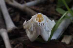 Opossum Skull