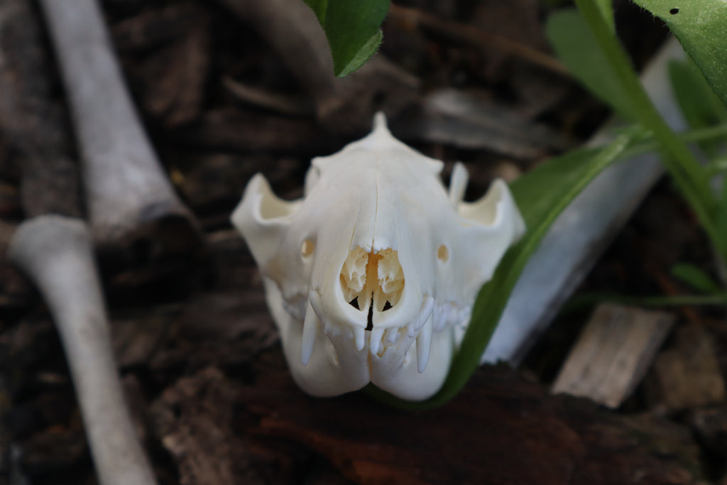 Opossum Skull