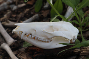 Opossum Skull