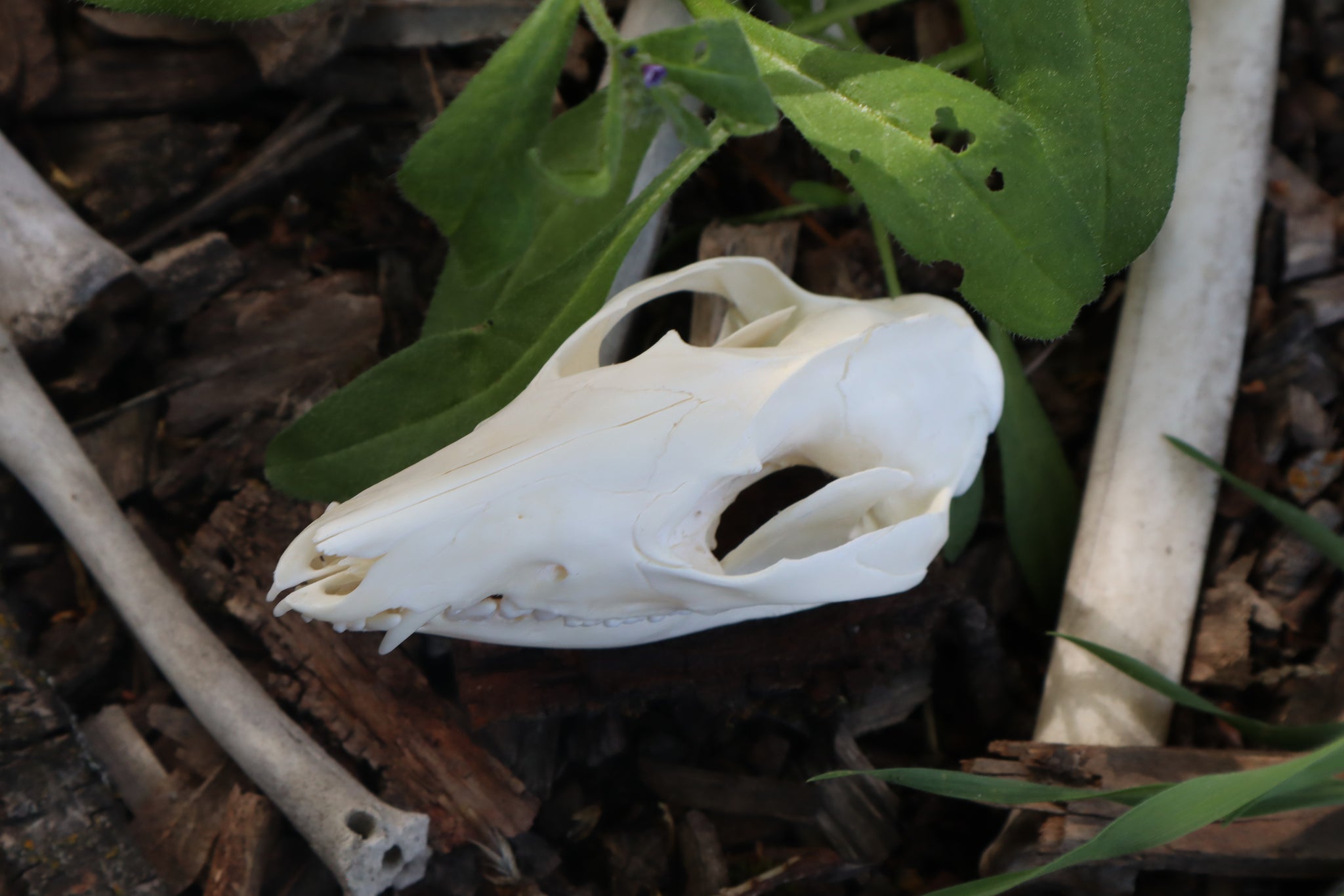 Opossum Skull