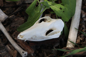 Opossum Skull