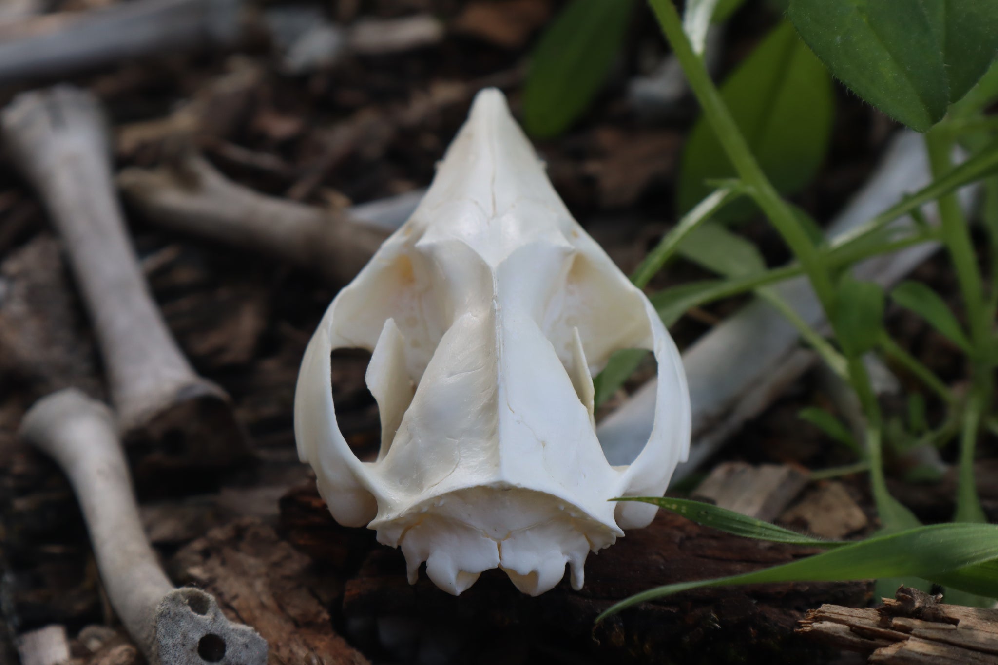 Opossum Skull