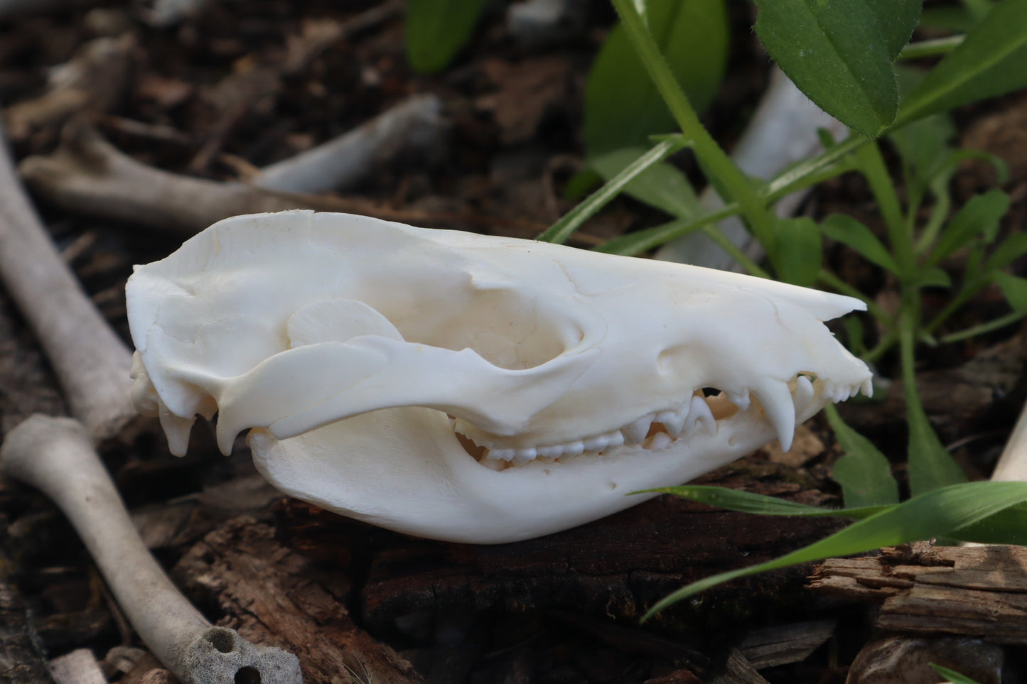Opossum Skull