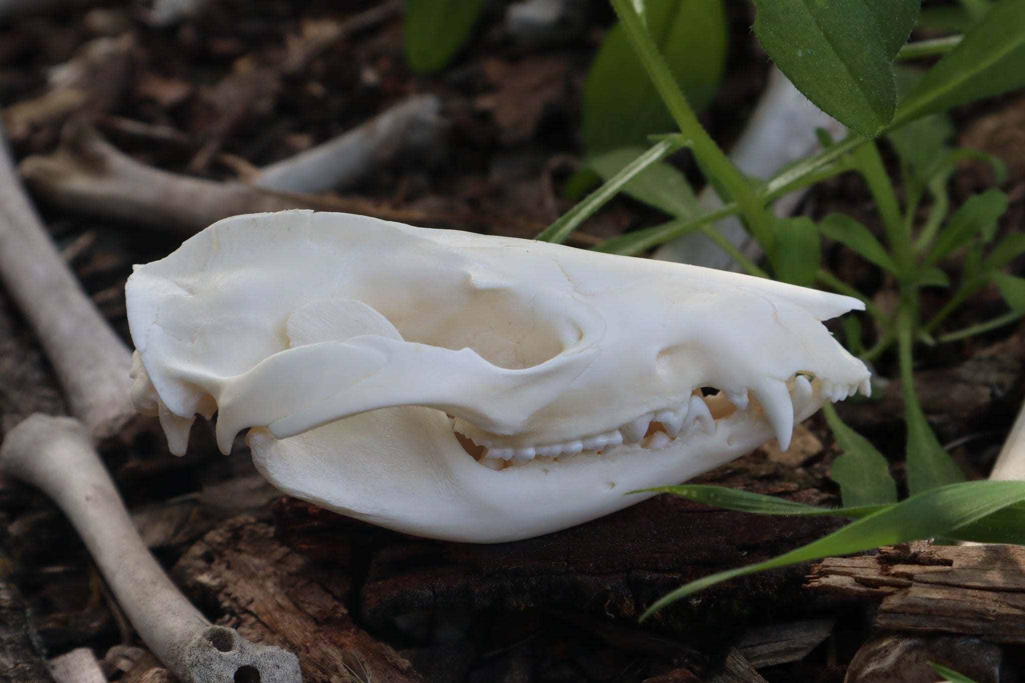 Opossum Skull