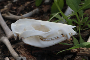 Opossum Skull