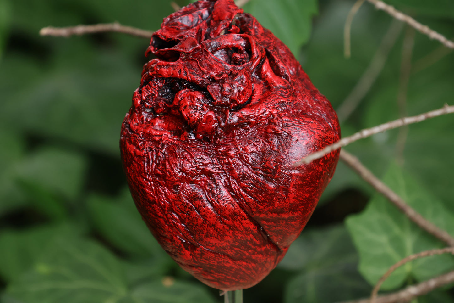 Dry Preserved Coyote Heart