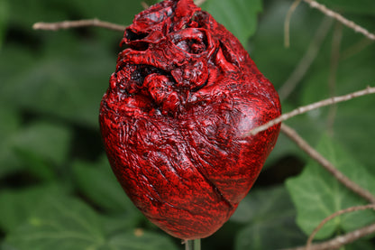 Dry Preserved Coyote Heart