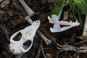 Opossum Skull